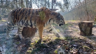 Tigerdame Daria hat sich im Zoo Landau gut eingelebt.