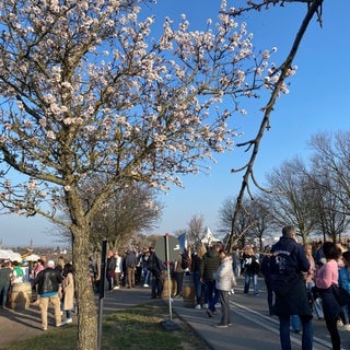 Die Mandelmeile Edenkoben. Das Weinfest unter Mandelbäumen lockte am Wochenende tausende Besucher an.