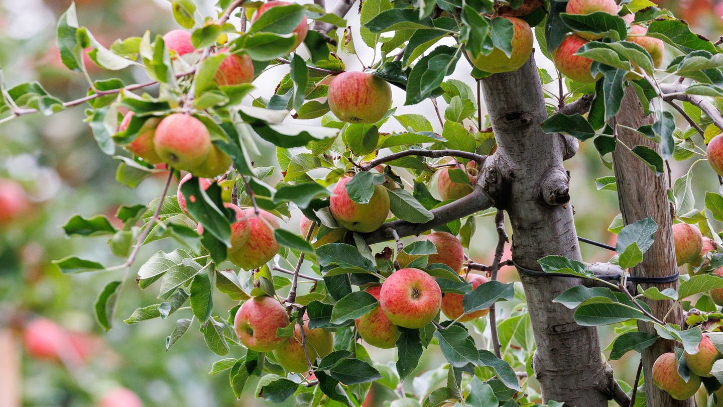 Apfelbäume mit reifen Äpfeln stehen auf der Obstplantage: Apfeldieb fährt Bauer mit Auto an und steht in Mainz vor Gericht