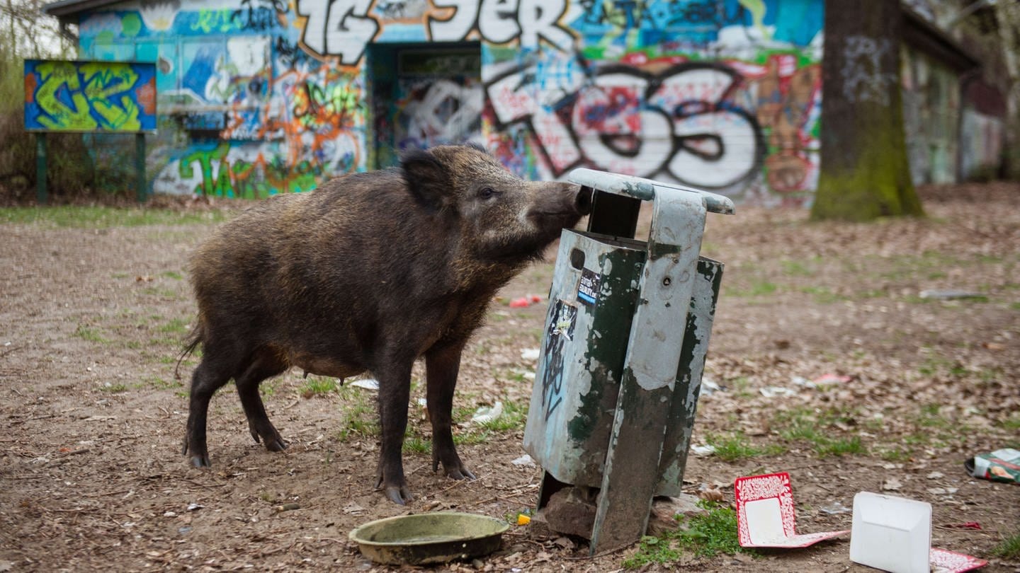 Anwohner haben in der Mainzer Innenstadt ein Wildschwein gesichtet.