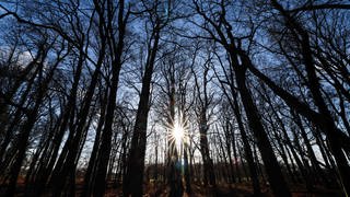 Die Sonne strahlt durch die kahlen Bäume eines kleinen Waldstücks.