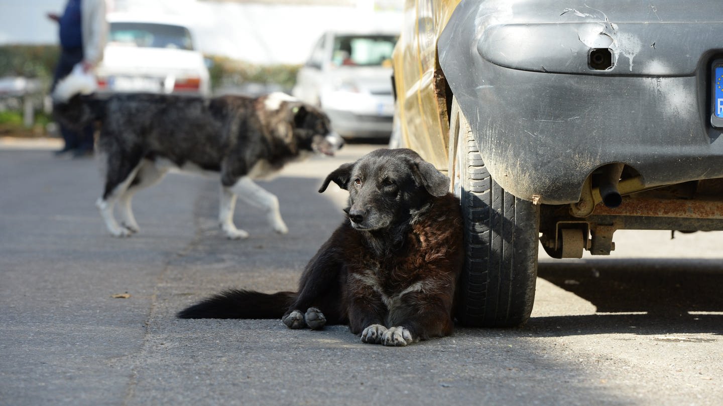 Immer mehr Menschen kaufen ihre Hunde im Ausland, weil Influencer dafür werben. Viele der Tiere landen bereits nach wenigen Wochen wieder in rheinhessischen Tierheimen.