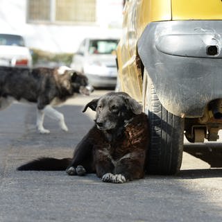 Immer mehr Menschen kaufen ihre Hunde im Ausland, weil Influencer dafür werben. Viele der Tiere landen bereits nach wenigen Wochen wieder in rheinhessischen Tierheimen.