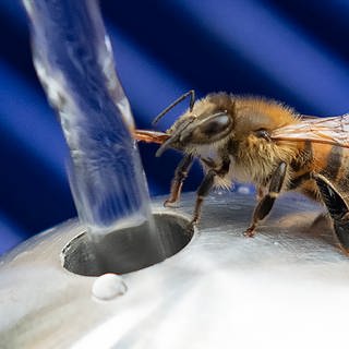 Eine Biene trinkt am neuen Trinkwasserbrunnen.