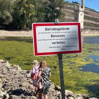 Wegen des Niedrigwassers am Rhein in Bingen kommt man zu Fuß zum Mäuseturm. Das ist eigentlich verboten, weil sich die Insel in einem Vogelschutzgebiet befindet.