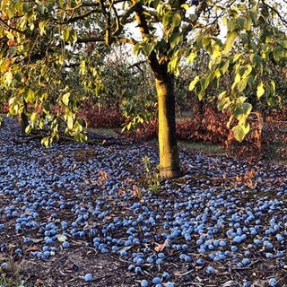 Auf einer Obstplantage in Mainz-Finthen liegen reife Zwetschgen auf dem Boden. Sie werden nicht geerntet, verschimmeln auf dem Boden. 