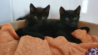 In den Sommerferien wurden in Tierheimen wie z.B. in Bingen massenhaft Katzen abgegeben.