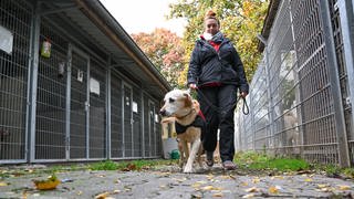 Die Leiterin des Tierheims Ingelheim, Alexandra Blau, geht mit einem Hund auf dem Gelände an Hundezwingern vorbei
