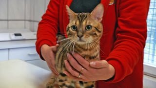 Eine Katze wird im Tierheim Ingelheim behandelt.