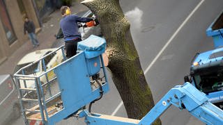 Auch in Mainz müssen wegen der Trockenheit immer mehr Bäume gefällt werden.