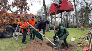 Mitarbeiter der Stadt Mainz pflanzen einen Baum in der Oberstadt.