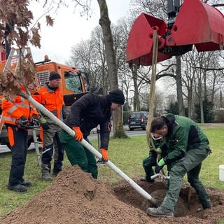 Mitarbeiter der Stadt Mainz pflanzen einen Baum in der Oberstadt.