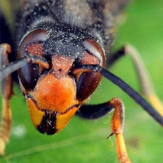 Die gefährliche Asiatische Hornisse hat einen vorwiegend dunklen Körper und gelbe Beine.