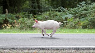 Ein Hausschwein rennt über eine Straße.