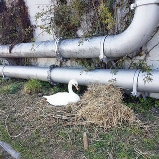 Ein Schwan brütet in Nierstein am Rheinufer. Das Foto hat die Stadt gemacht. Es stammt aus dem Jahr 2022. 