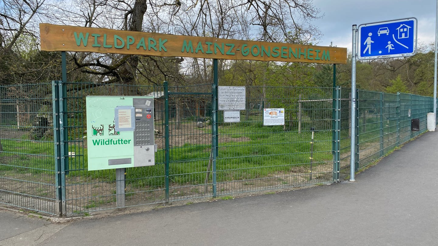Im Wildpark Mainz-Gonsenheim musste ein krankes Wollschwein erschossen werden.