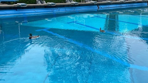 Die Enten Mathilde und Volker haben die Freibadsaison im Wartbergbad in Alzey mit eröffnet. 