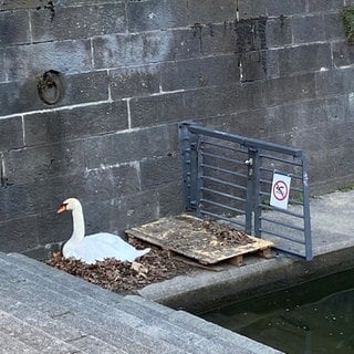 Schwan Herkules hat sein Nest wieder an den alten Platz direkt über dem Wasserspiegel zurückgebaut.