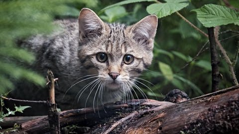 Eine junge Wildkatze blickt scheu zwischen Blättern im Wald hervor. 