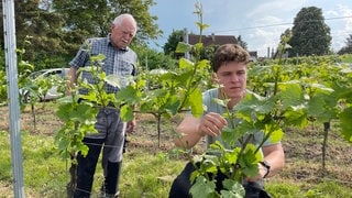 Erhard und Oliver Bechtel arbeiten im Weinberg.