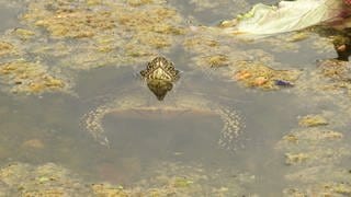 Eine erwachsene Sumpfschildkröte in der Auffangstation beim NABU in Bingen.