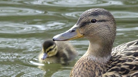 Entenmama mit Küken