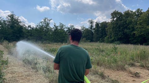 Forstwirtschaftsmeister Florian Paulus bewässert mit einem Feuerwehrschlauch eine Fläche im Lennebergwald zwischen Mainz und Budenheim
