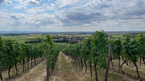 Weinberge bei Ludwigshöhe