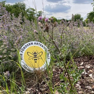 Lebebsraum Goldplatz