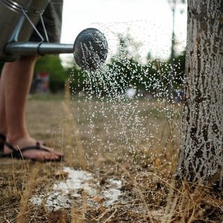 Eine Frau gießt im Sommer einen Baum mit einer Gießkanne. Der Boden ist trocken und das Gras gelb. 