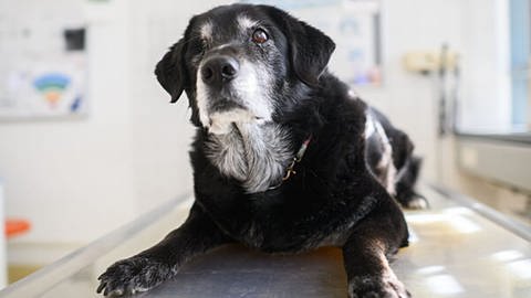 Ein alter Hund sitzt auf einem Behandlungstisch