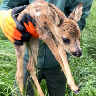 Ein Freiweilliger rettet in Mörsfeld Rehkitze vor der Mähwerk