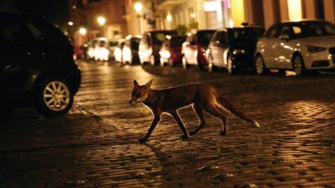 Ein Fuchs läuft nachts durch eine Stadt. Auch in Mainz wurden Füchse gesichtet. Einige könnten eine Milbenart übertragen. 