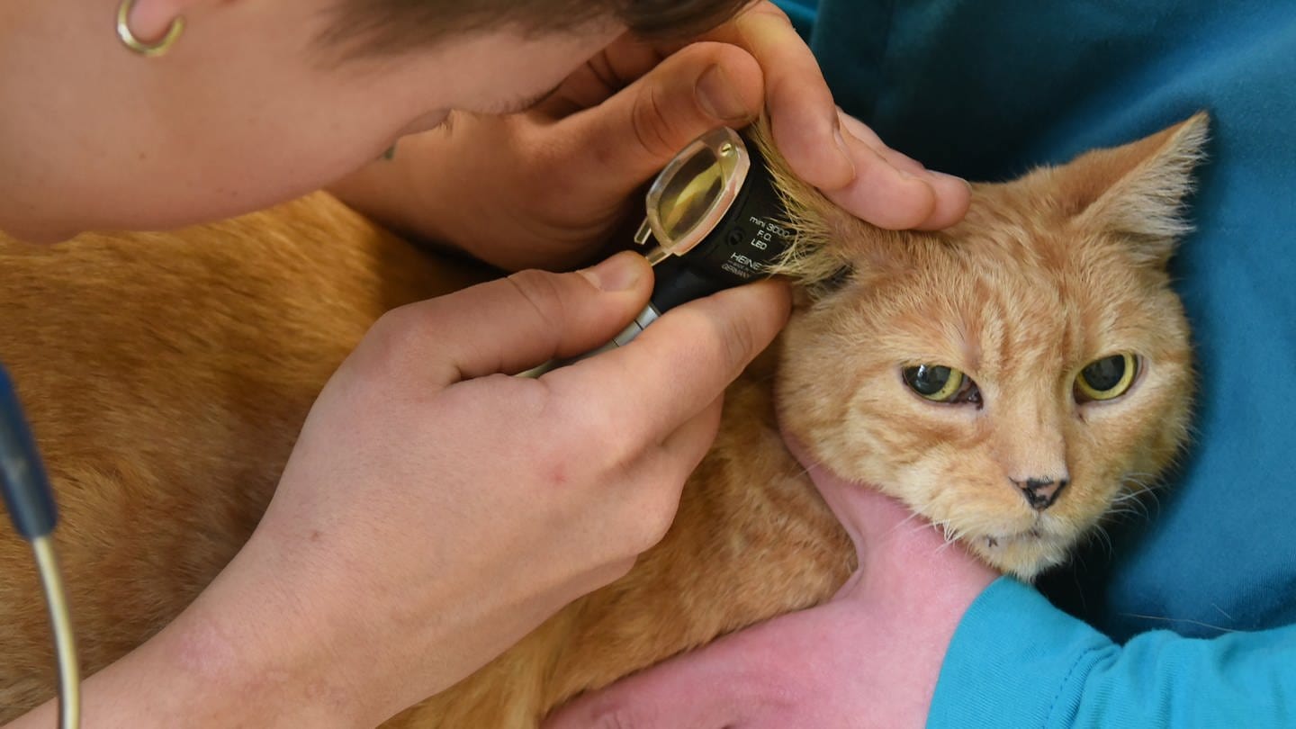 In der Kleintierpraxis wird eine Katze von einer Tiermedizinstudentin untersucht.