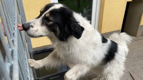 Schwarz-weißer Hunderüde in einem Gehege im Tierheim Mainz