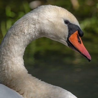 Der Schwan stand in Bad Kreuznach mitten auf einer Kreuzung und wollte dort nicht weg.