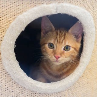 Das Ingelheimer Tierheim hat die Katzenseuche besiegt.