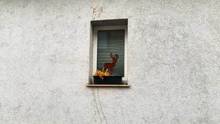 An Fenster und Hauswand haben Unbekannte Ketchup gesprüht.