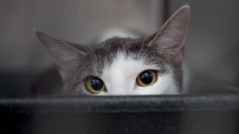 Eine kleine Katze schaut über einen Zaun 