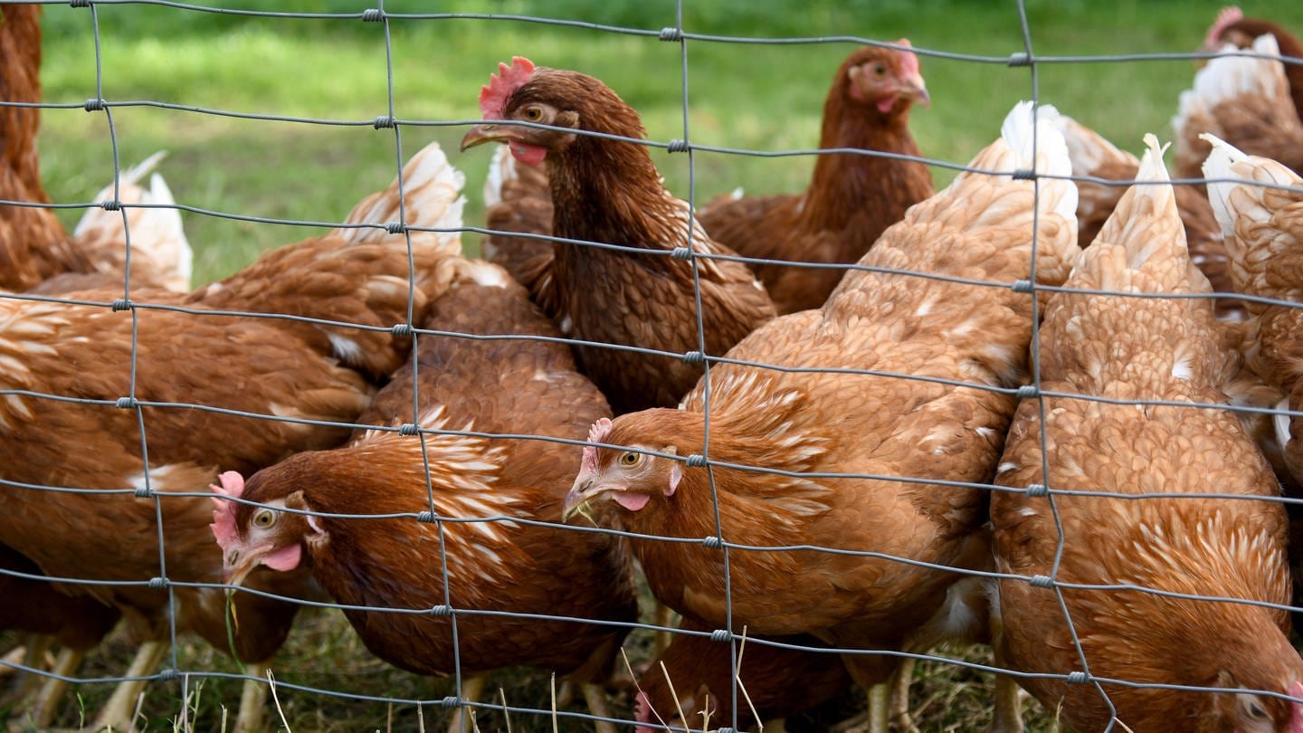 Fünf Hühner sind in Alzey gestohlen worden (Symbolbild).