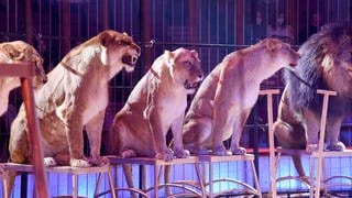 Ein Löwe liegt in einem Käfig: Die Show mit Löwen im Weihnachtszirkus in Wiesbaden wurde verboten
