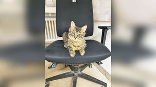 Eine getigerte Katze sitzt bei der Polizei in Bad Kreuznach auf einem Bürostuhl und guckt in die neugierig in die Kamera.