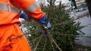 In Mainz und Bingen werden am Montag die Weihnachtsbäume abgeholt. Auch in Worms, Bad Kreuznach und im Kreis Alzey-Worms werden die Christbäume eingesammelt