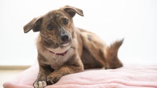 Die Fundtiere der Verbandsgemeinde Bad Kreuznach können weiterhin im Tierheim abgeben werden.