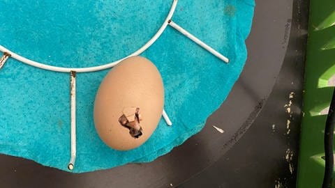 Ein Ei mit einem Loch, durch das ein kleiner Schnabel herausschaut.