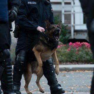 Ein Polizeihund im Einsatz (Symbolbild).