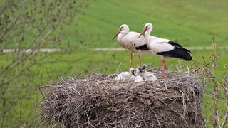 Ein großer Weißstorch landet auf seinem Nest und füttert sein Junges: In Rheinhessen gibt es immer mehr Störche