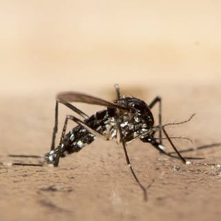 Die Stadt Mainz startet die Bekämpfung der Asiatischen Tigermücke.