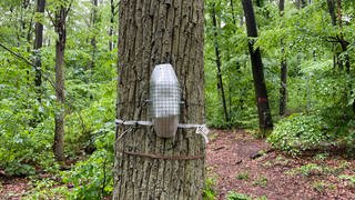 Mit speziellen Messstationen untersuchen Fachleute im Lennebergwald bei Mainz, wie verschiedene Baumarten auf Trockenheit reagieren und welche Auswirkungen Luftschadstoffe haben. Forschungsprojekt zum Klimawandel im Lennebergwald