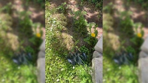Im Garten des SPD-Ortsvorsteherkandidaten Alper Kömür liegt eine tote Krähe